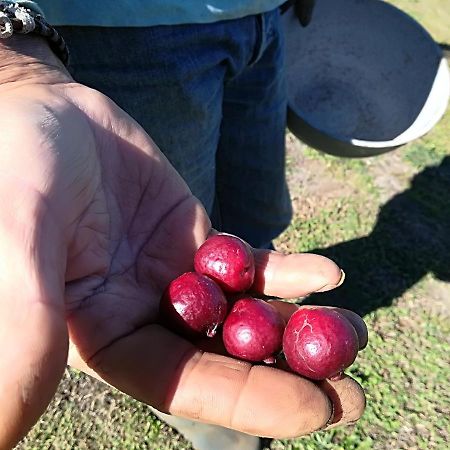 L'Estagnon Acomodação com café da manhã La Plaine des Cafres Exterior foto